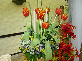 Tulipanes heredianos