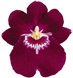 Miltonia